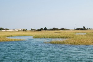 Osprey Nest In Marsh