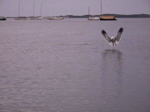 Seagull brighter