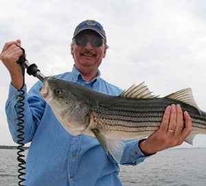 Cape Cod Bay Striped Bass