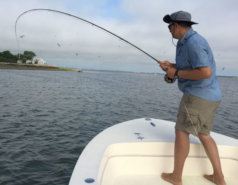 Barnstable Harbor Fly Fishing: A man on the bow of a boat fly casting.