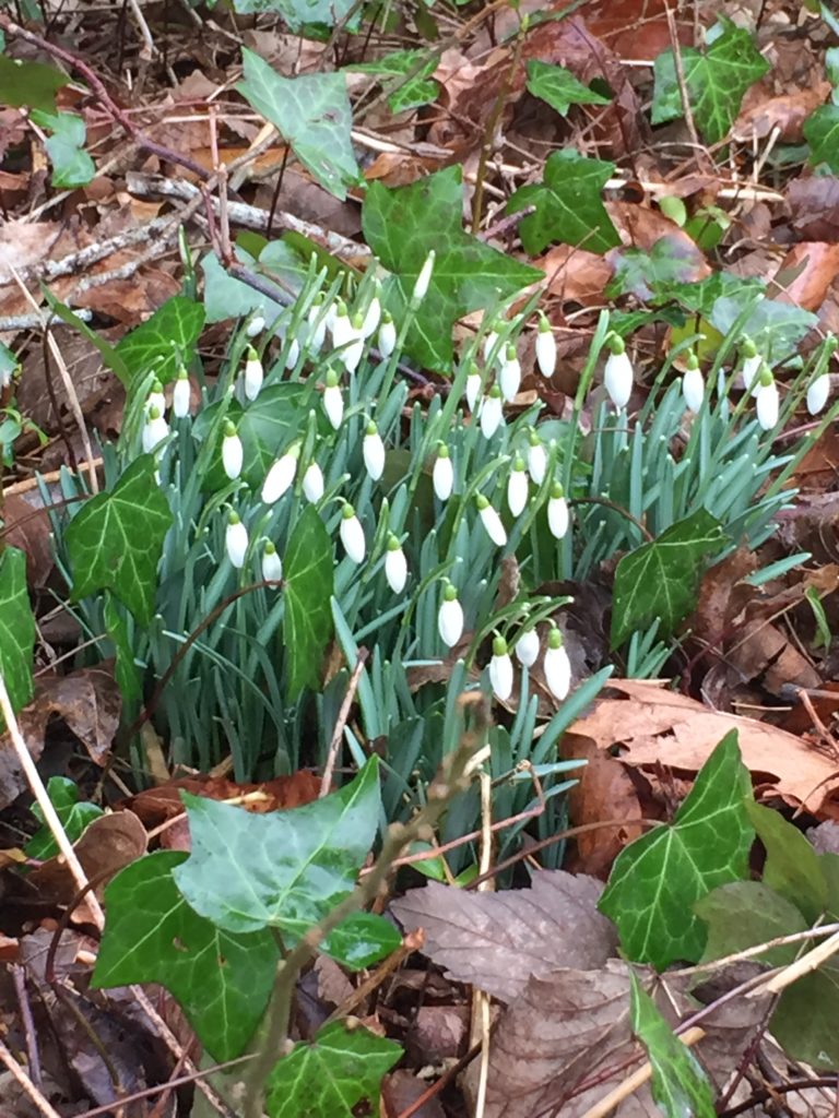 A picture of white snow drop plant, March Comes in Like a Lamb
