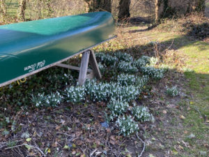 Snow Drop lilies next to an upside down Old Town Canoe