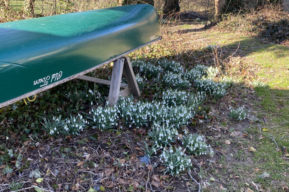 Snow Drop lilies next to an upside down Old Town Canoe