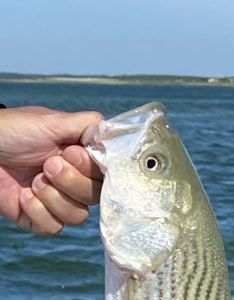 close up hand holding striped bass