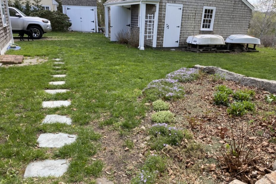 Backyard with early spring vegetation