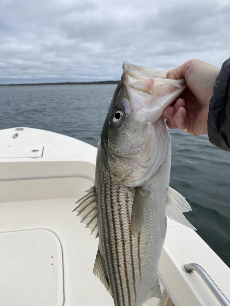 First Striped Bass of the season pictured here on the gray part of the day.