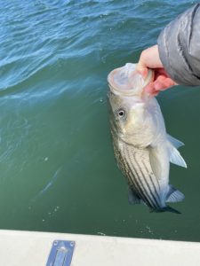 And the sun came out for this picture of a striped bass caught by Capt. Avery Revere