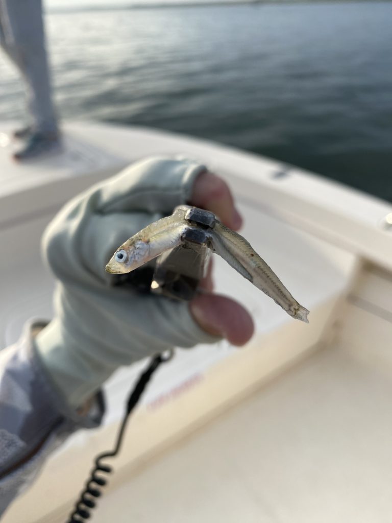 Close up picture of a 3" sand lance gripped in pliers by a gloved hand on this epic fishing day.