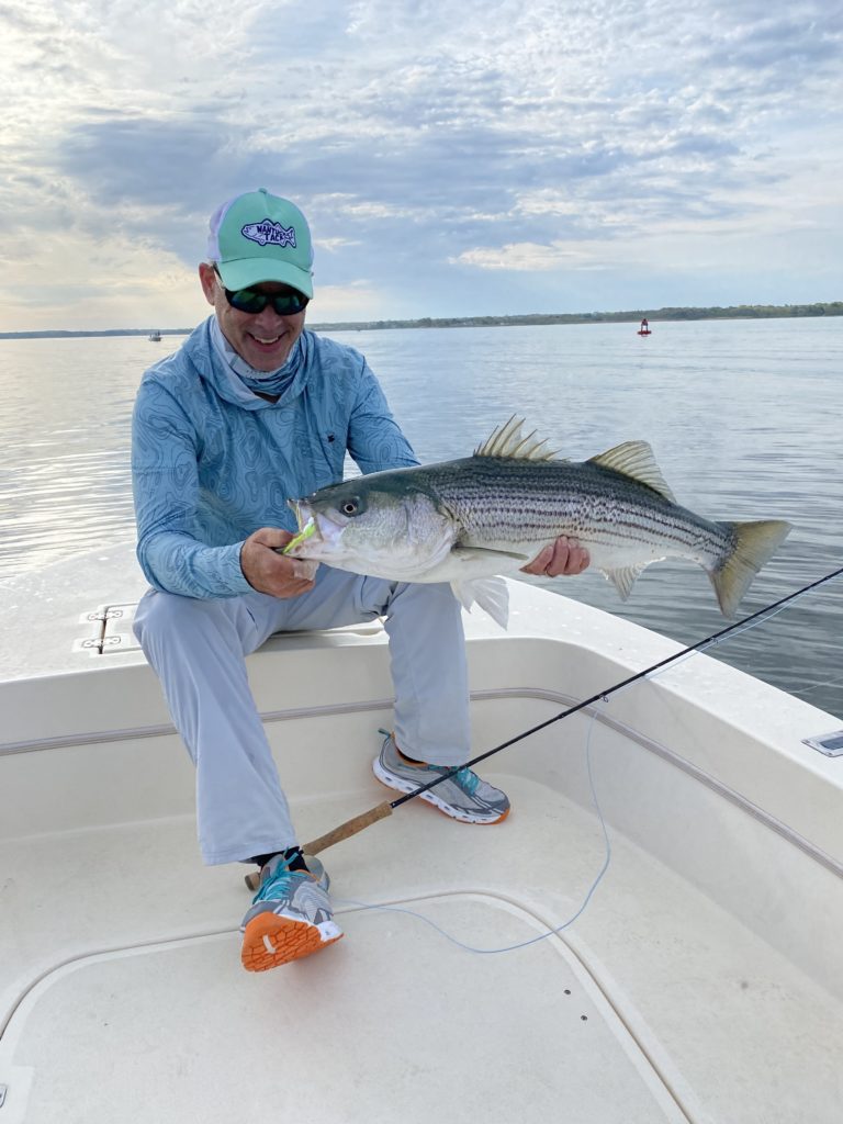 Fly fishing man holding a large striped bass from last weekend's epic fishing days