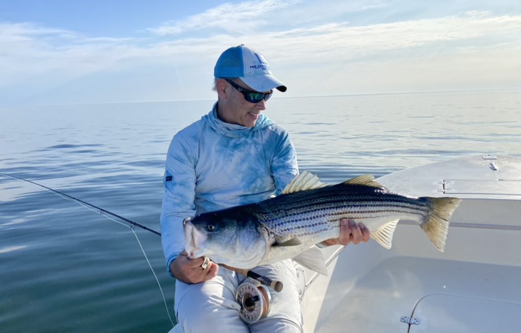 blue shirt man holding a striped bass